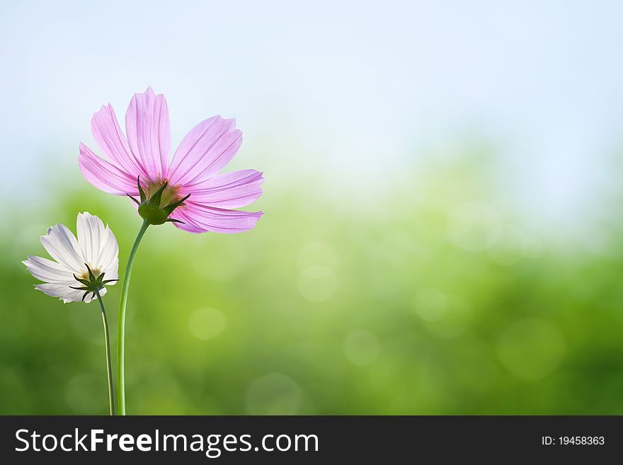 Cosmos flowers on spring background