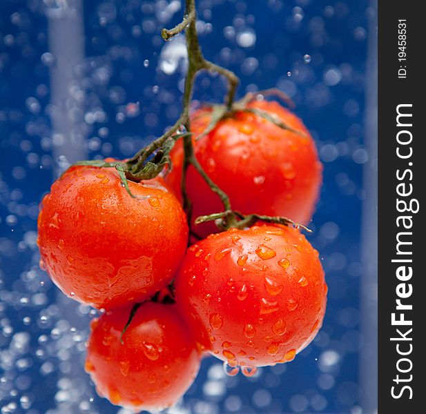Fresh red tomato in the drops of water. Fresh red tomato in the drops of water