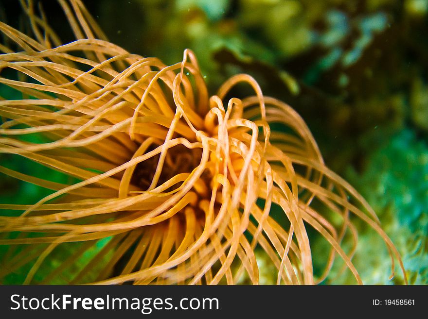 Orange sea anemone at Catalina Island, California.