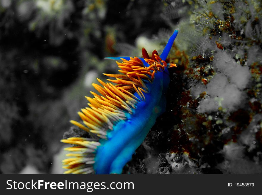 Spanish Shawl nudibranch at Anacapa Island in Southern California