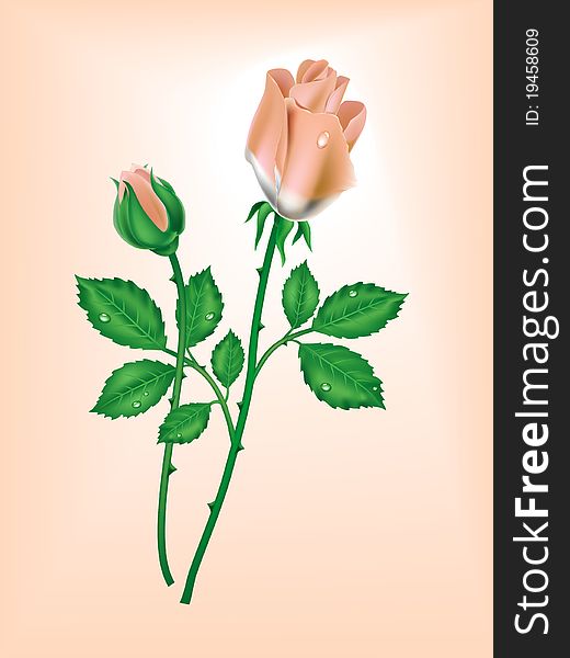 Two roses on a pink background. Two roses on a pink background