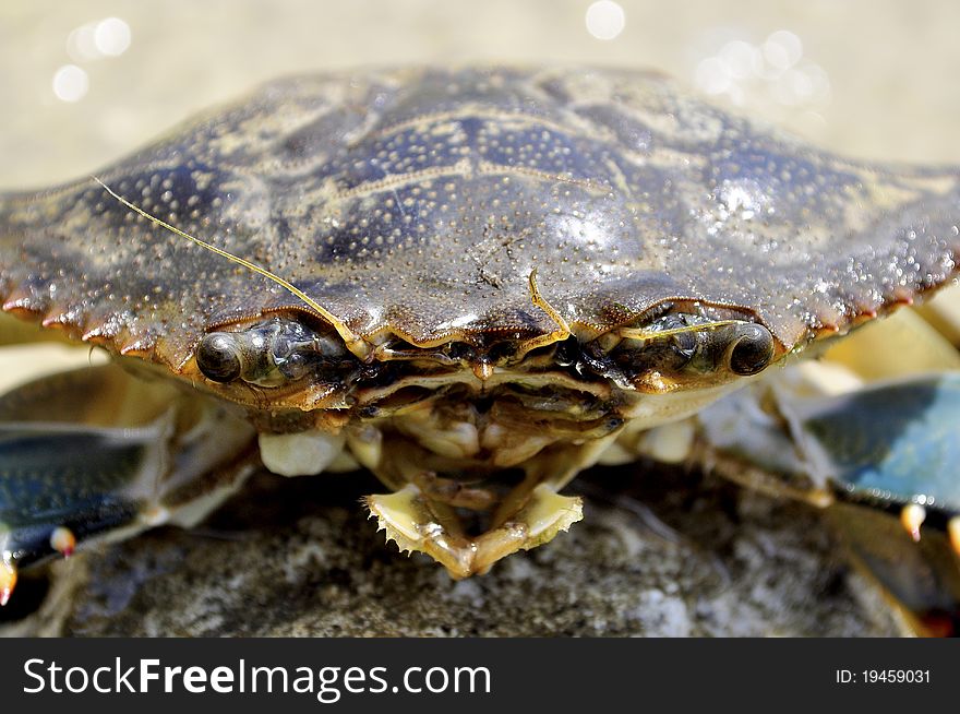 Crab Close Up