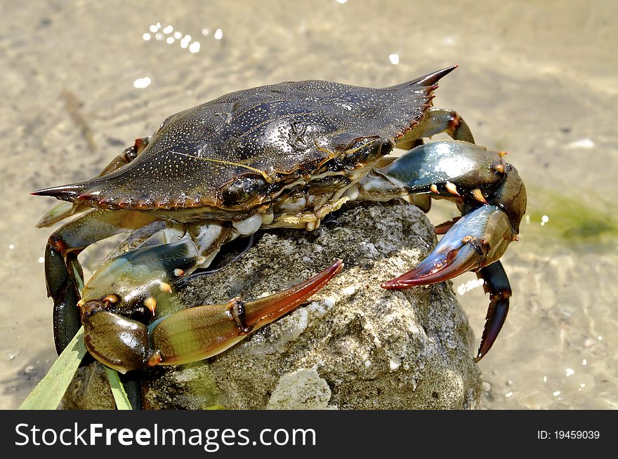 A closeup of a crab on a Florida beach. A closeup of a crab on a Florida beach.