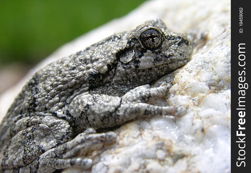 Closeup of a Northern Gray Treefrog.