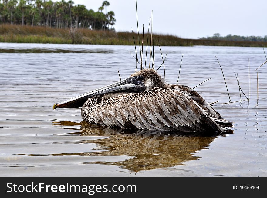 A Florida Pelican resting in the water. A Florida Pelican resting in the water.