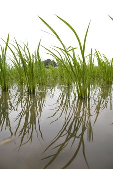 Japanese Rice Field Royalty Free Stock Photos Japanese Rice Field Royalty Free Stock Photos