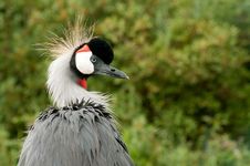 Crowned Crane Stock Photography Crowned Crane Stock Photography
