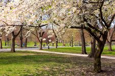 Boston Public Garden Royalty Free Stock Photo Boston Public Garden Royalty Free Stock Photo