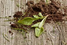 Sprout With Soil Royalty Free Stock Image Sprout With Soil Royalty Free Stock Image