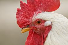 Rooster Royalty Free Stock Photos Rooster Royalty Free Stock Photos