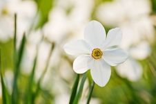 Narcissus Royalty Free Stock Photos Narcissus Royalty Free Stock Photos