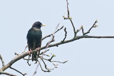 Starling Royalty Free Stock Photography