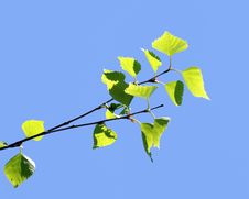 Branches Of Birch With Leaves On A Sunny Ljght Royalty Free Stock Images Branches Of Birch With Leaves On A Sunny Ljght Royalty Free Stock Images