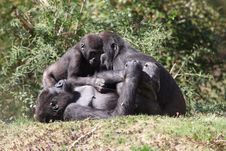 Western Lowland Gorilla Stock Images