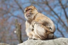 Long-tailed Macaque Royalty Free Stock Image Long-tailed Macaque Royalty Free Stock Image