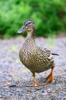 Female Mallard Duck Royalty Free Stock Images