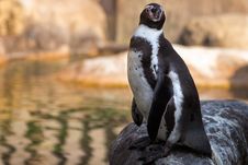 Humboldt Penguin Royalty Free Stock Image Humboldt Penguin Royalty Free Stock Image
