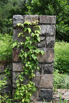 Fieldstone Pillar With Ivy Royalty Free Stock Images