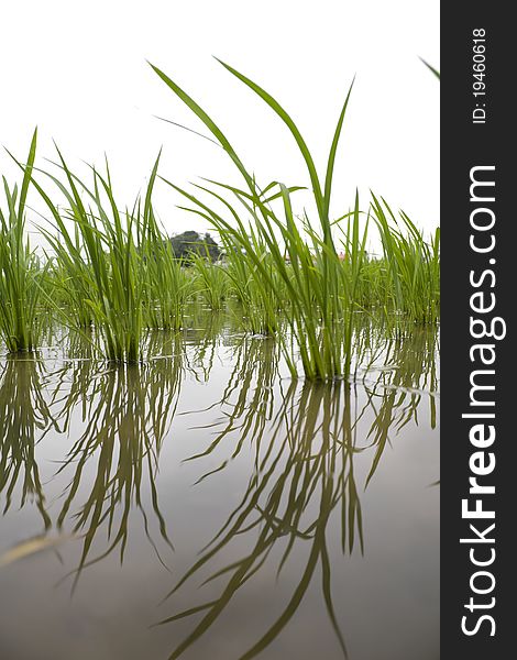 A rice field shot at water level with reflection of growing rice plants on the water, sky is isolated white. A rice field shot at water level with reflection of growing rice plants on the water, sky is isolated white.