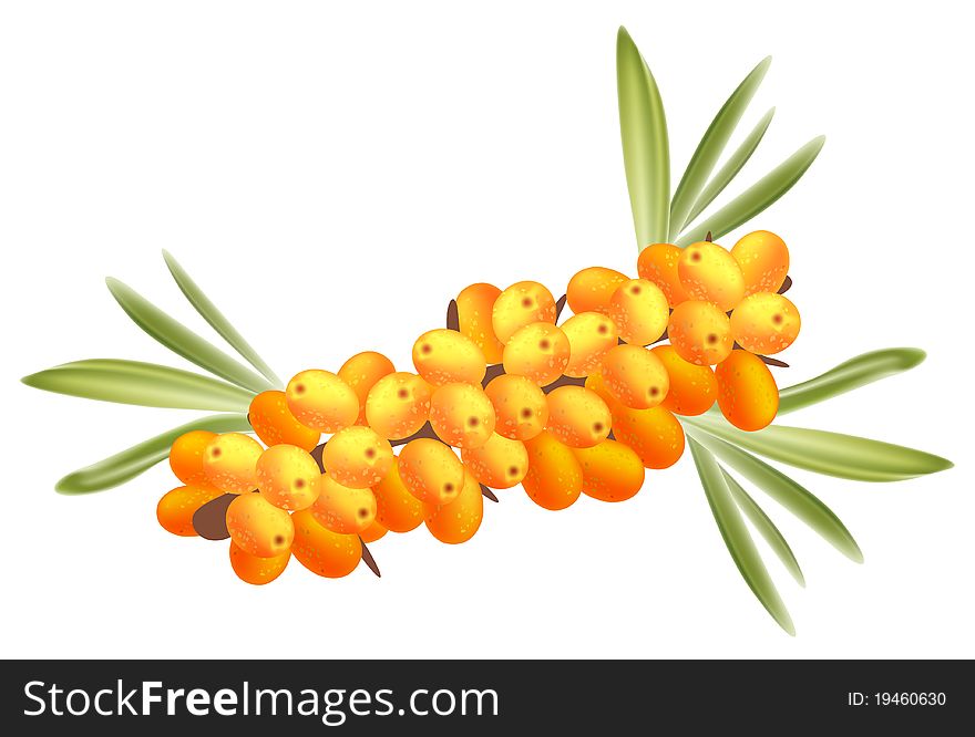 The branch of sea-buckthorn berries .