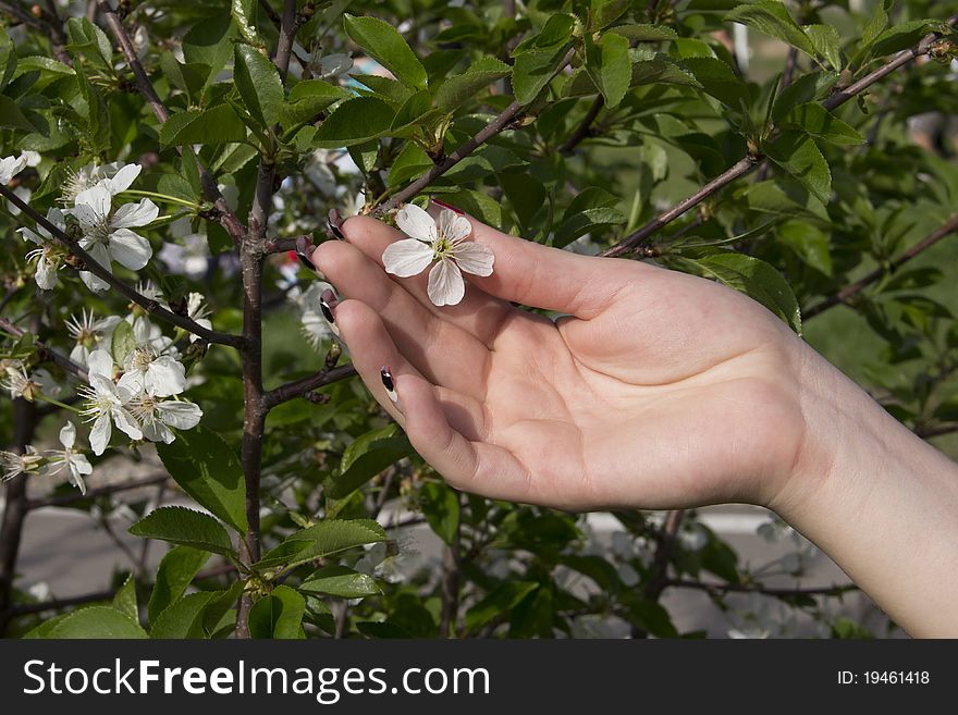 One flower in the girl's hand. One flower in the girl's hand