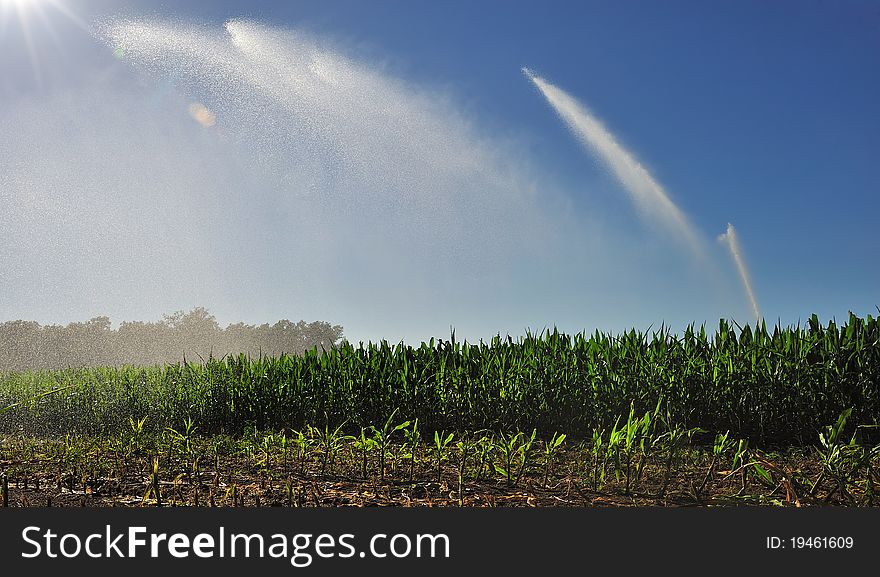 Watering a cornfield in summer. Watering a cornfield in summer