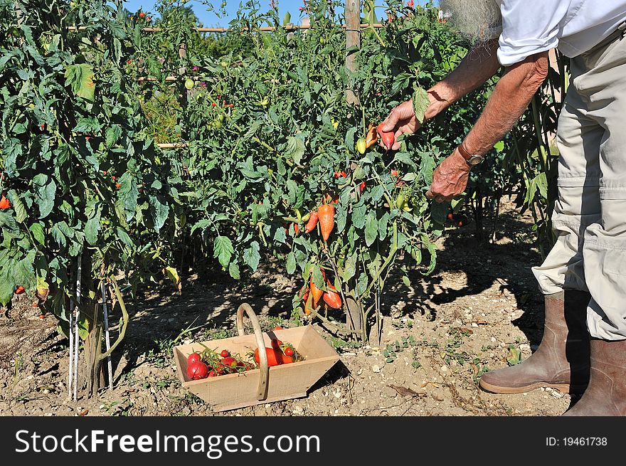 Picking fresh tomatoes in the garden. Picking fresh tomatoes in the garden
