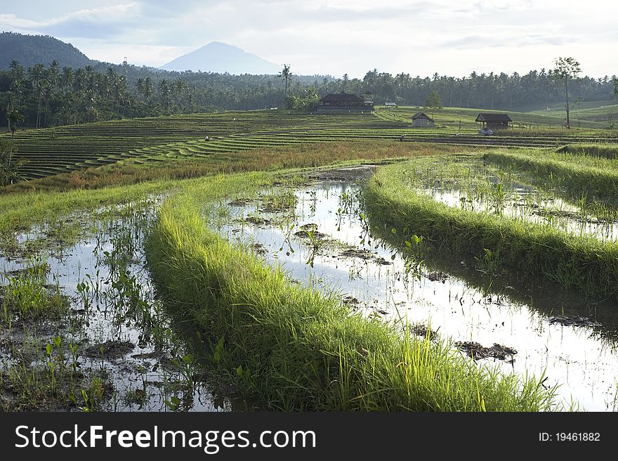 Rice field