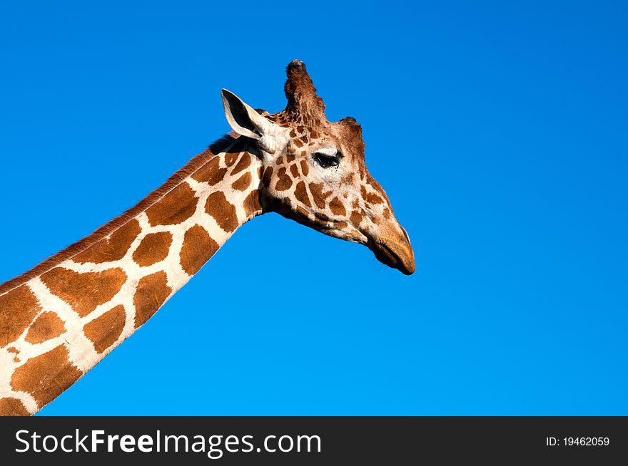 Giraffe head opposite blue sky