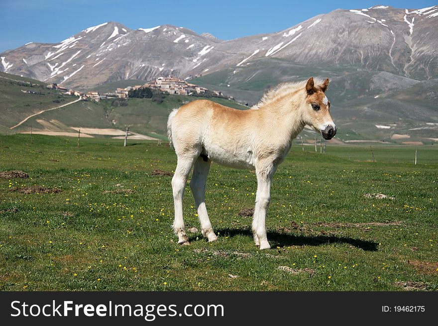 Photo of colt standing in green pasture.