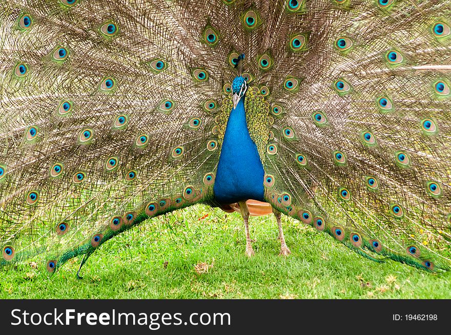 Front view of peacock showing colorful tail. Front view of peacock showing colorful tail