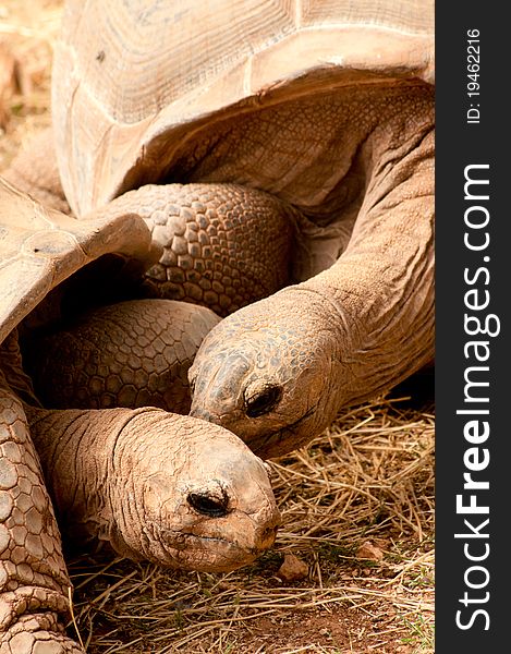 Close-up portrait of Aldabra Giant Tortoise couple
