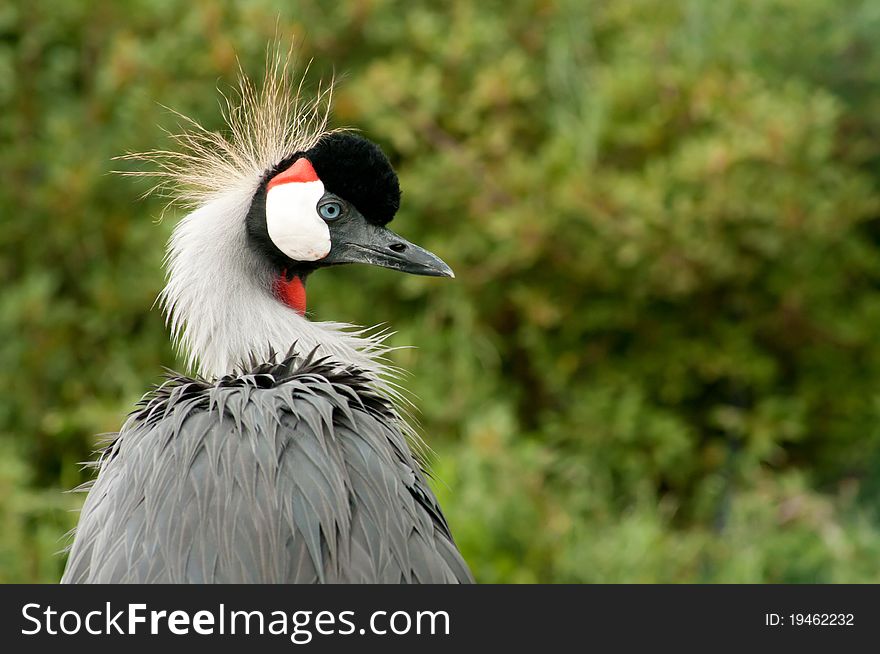 Crowned Crane clolrful horizontal portrait