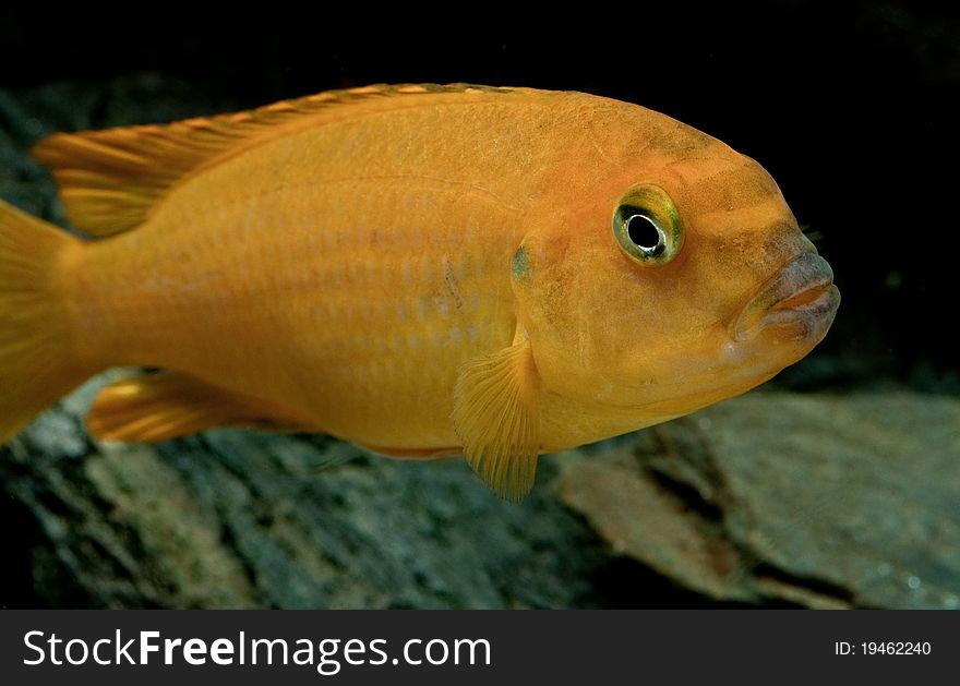 Malawi fish in the tank