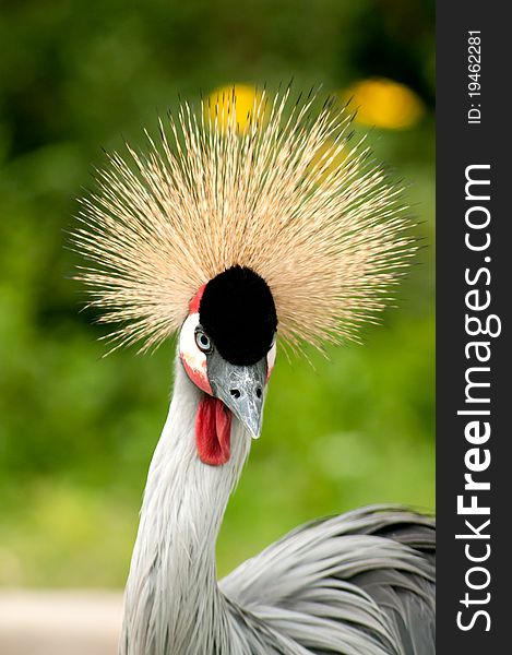 Colorful vertical portrait of Crowned Crane