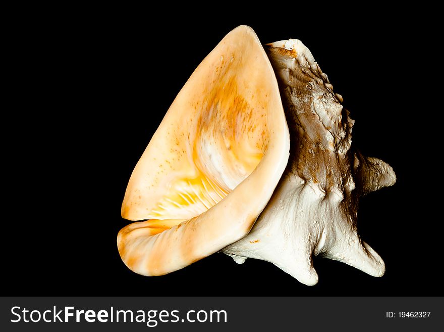 Sea shell isolated on black background.