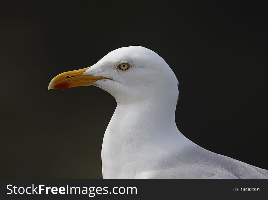 Herring Gull Larus argentatus,close up of head.