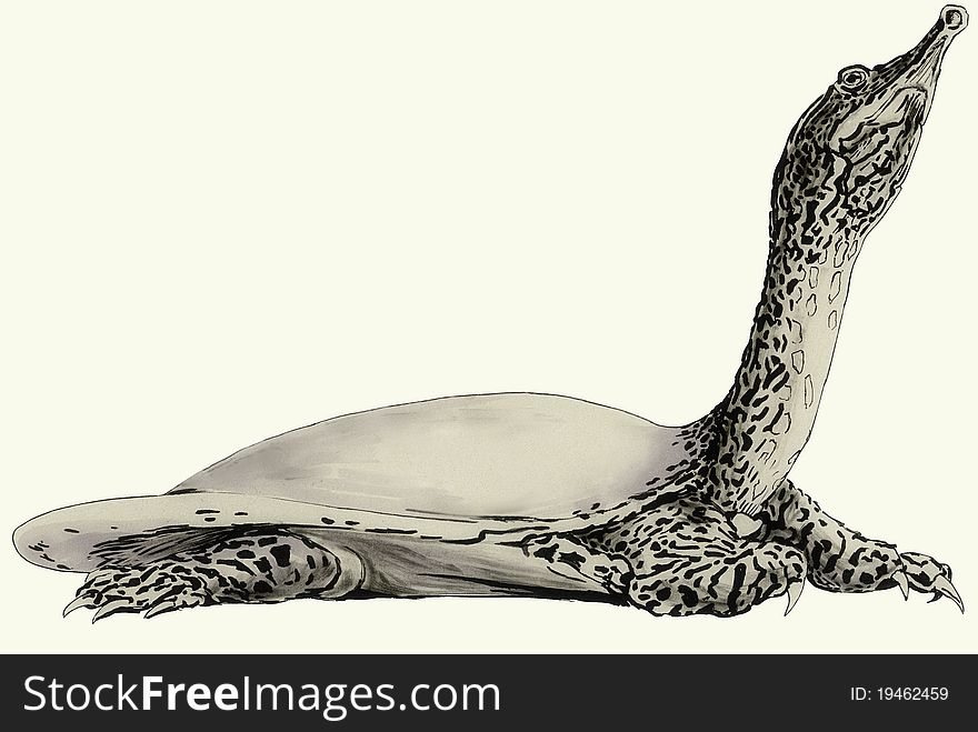 Hand-drawn Apalone mutica, soft shell turtle, illustration - hand made clipping path included. Hand-drawn Apalone mutica, soft shell turtle, illustration - hand made clipping path included