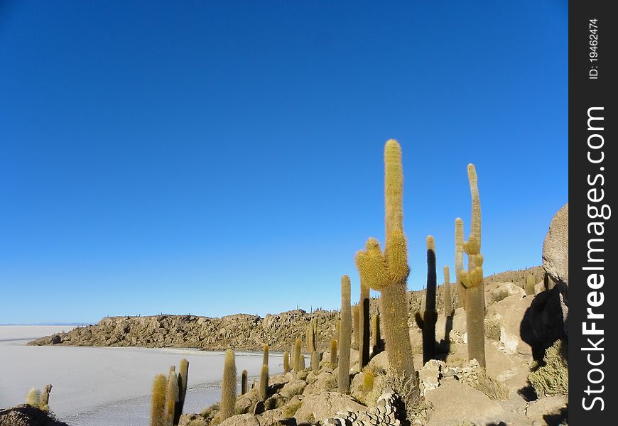 Incahuasi Island. Salar De Uyuni. Bolivia.