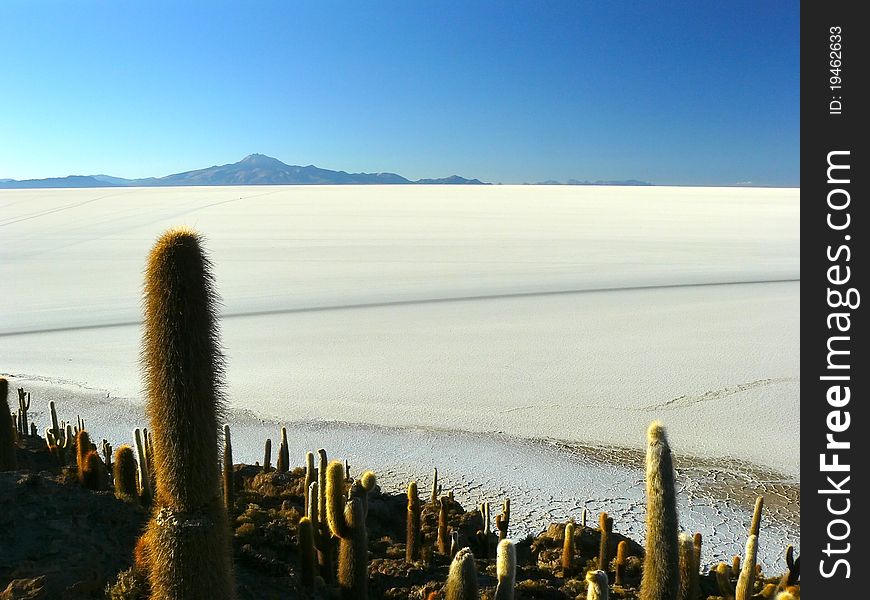 Incahuasi - coral island, located in the heart of the Salar de Uyuni salt marsh, who once was the sea. On the island grow huge cacti, some reaching a height of 10 meters or more. Incahuasi - coral island, located in the heart of the Salar de Uyuni salt marsh, who once was the sea. On the island grow huge cacti, some reaching a height of 10 meters or more.