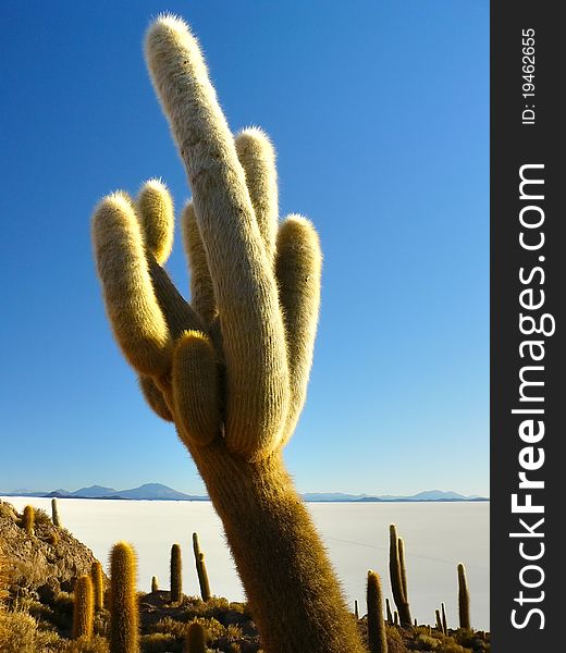 Incahuasi Island. Salar De Uyuni. Bolivia.