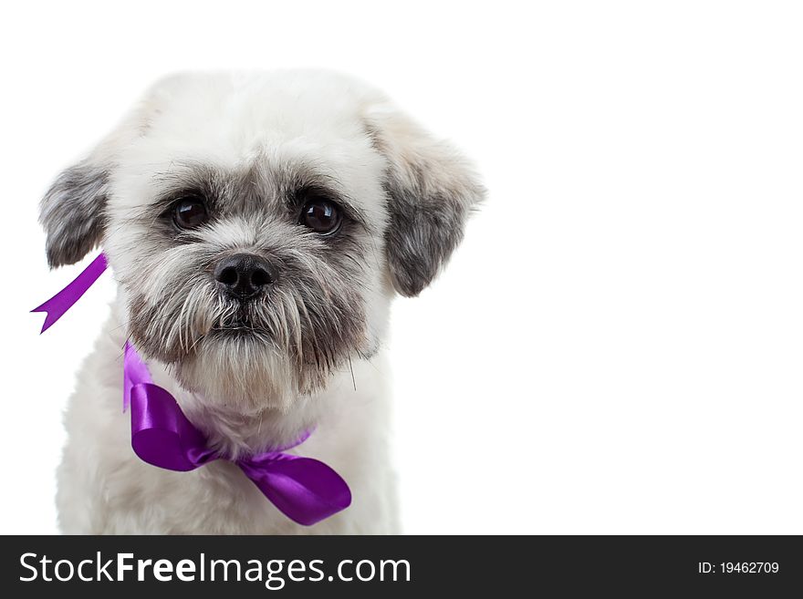 Cute little bichon havanese puppy standing with a purple ribbon at its neck