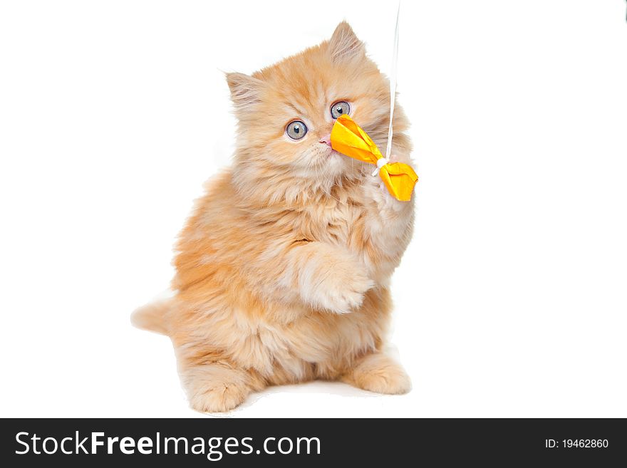 Lovely small red persian kitten playing with yellow bow sitting on white background