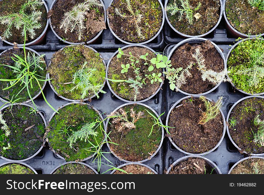 An image of hothouse seedlings in small pots