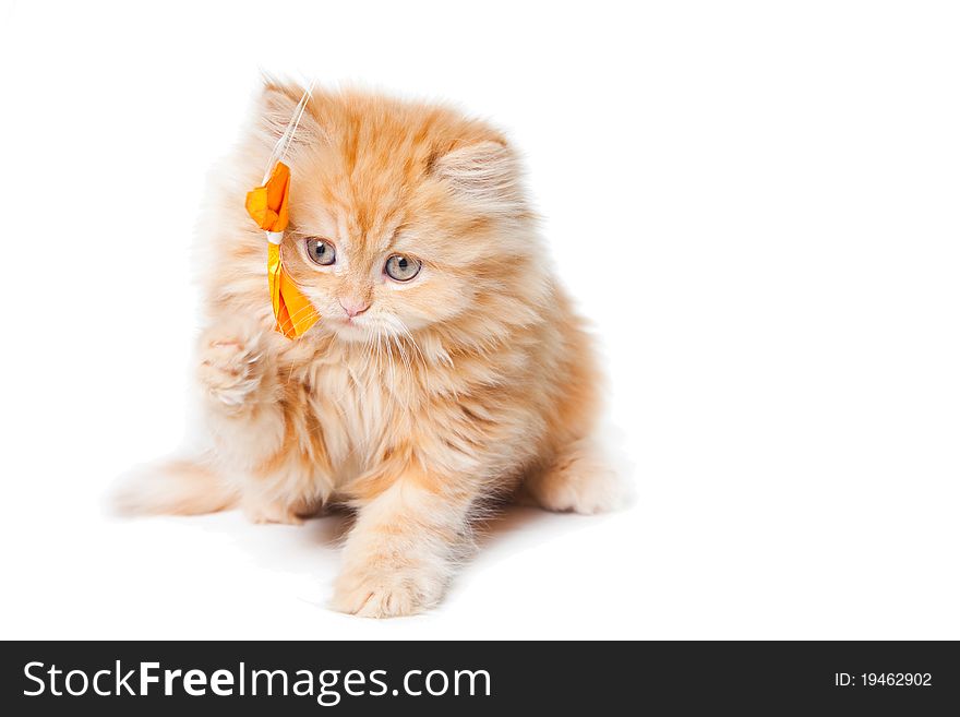 Lovely small red persian kitten playing with yellow bow sitting on white background