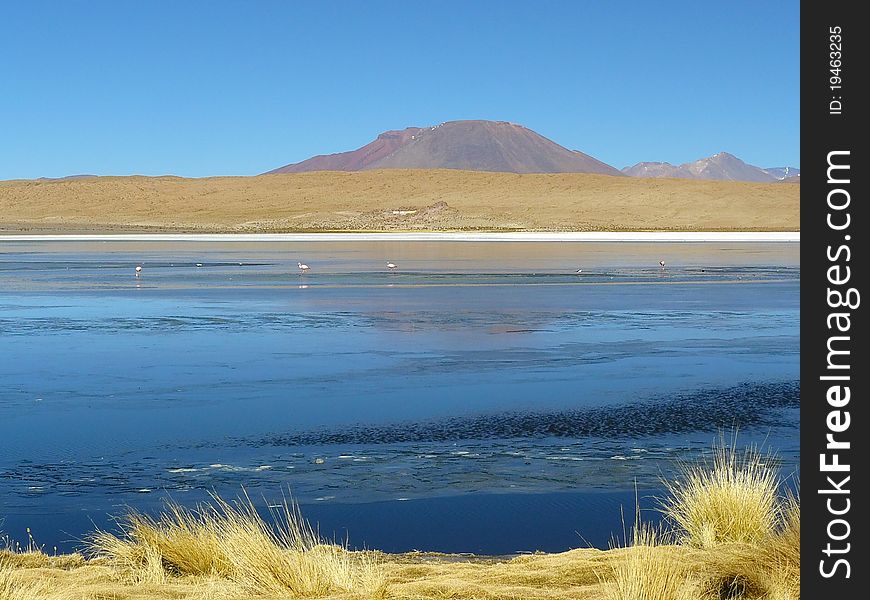 Altiplano - high altitude plateau in the Andes on the border of Bolivia, Chile and Argentina. On the Altiplano many volcanoes, lagoons with flamingos, salt flats and high desert. Altiplano - high altitude plateau in the Andes on the border of Bolivia, Chile and Argentina. On the Altiplano many volcanoes, lagoons with flamingos, salt flats and high desert.