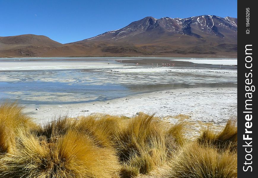 Altiplano - high altitude plateau in the Andes on the border of Bolivia, Chile and Argentina. On the Altiplano many volcanoes, lagoons with flamingos, salt flats and high desert. Altiplano - high altitude plateau in the Andes on the border of Bolivia, Chile and Argentina. On the Altiplano many volcanoes, lagoons with flamingos, salt flats and high desert.