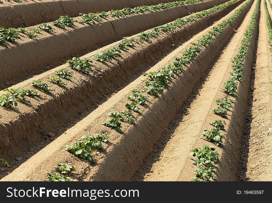 Dried potato field in Spring