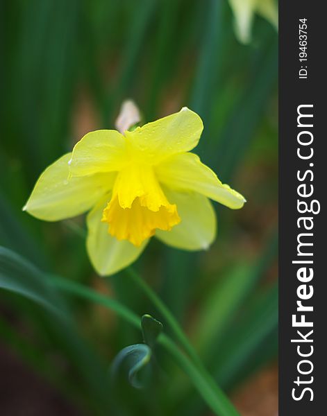 Photo of the Yellow narcissus