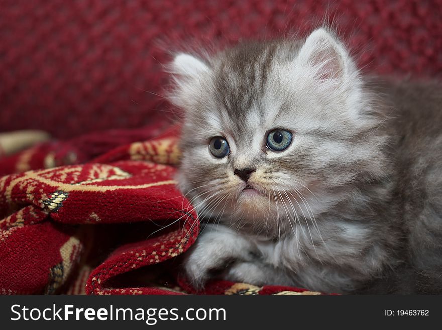 Photo of the Persian kitty